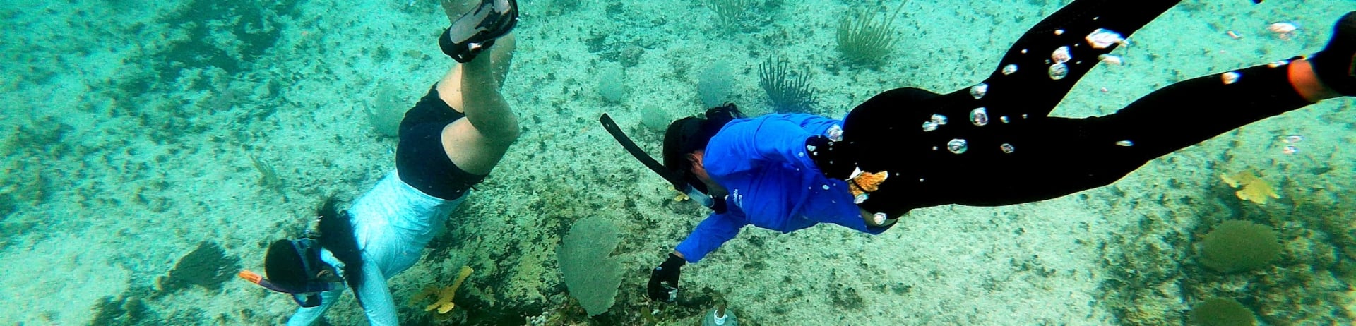 Two divers under water at coral reef