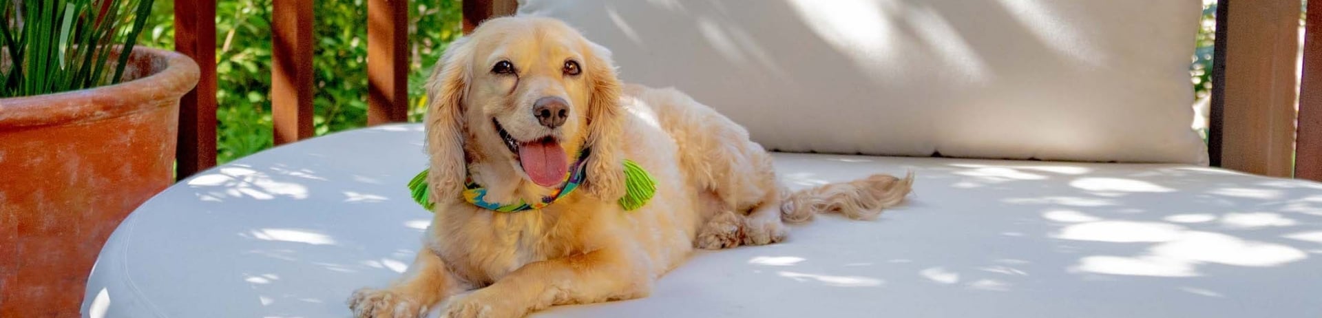 A golden puppy lying down on an outdoor sofa