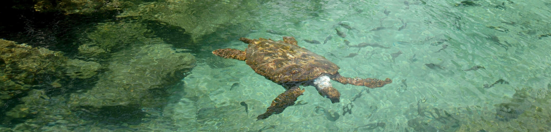 A turtle swimming in green-blue water surrounded by greenery.