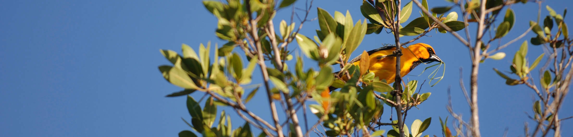 A red bird with grass in its beak sitting on a tree top.