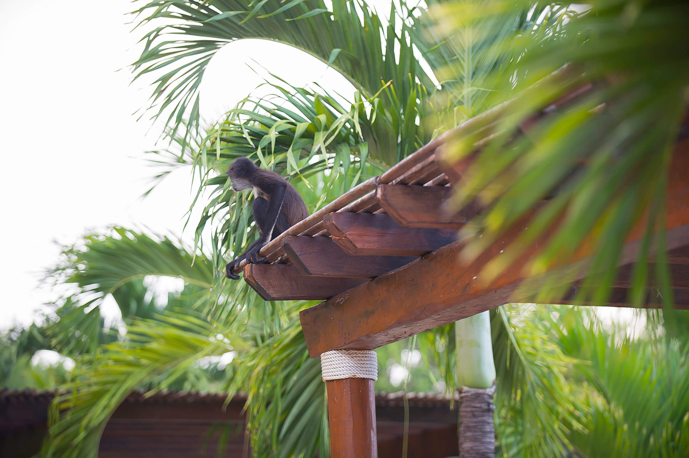 A small monkey on top of a wooden archway surrounded by tropical leaves.