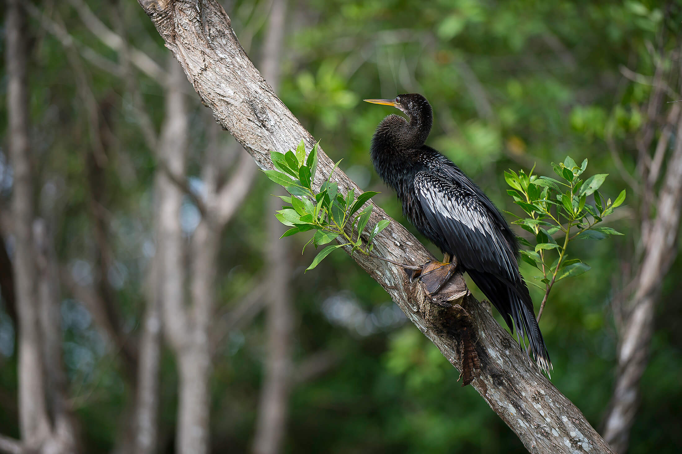 A black bird with white striped wings and a long yellow beak in a tree.