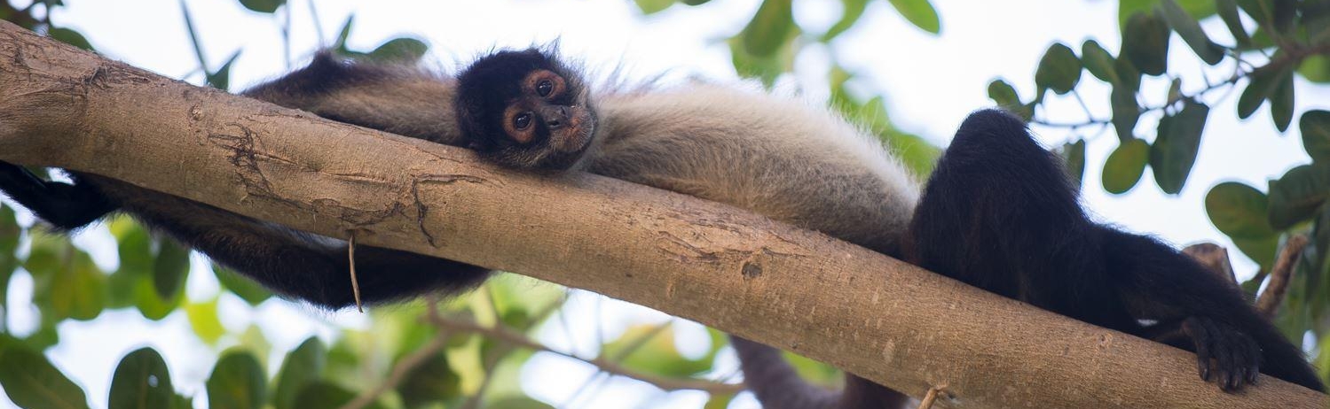 A spider monkey in a tree