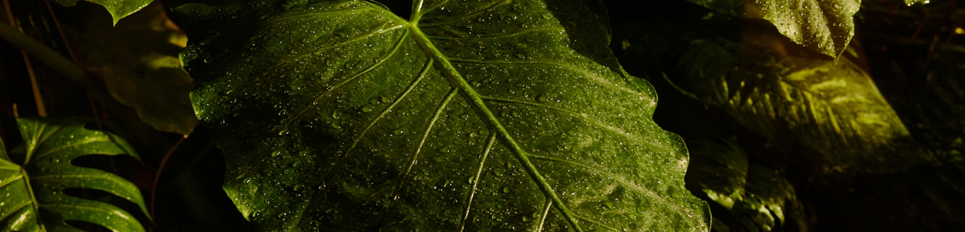A large tropical leaf.
